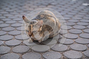 Cutie Stray cat on the street