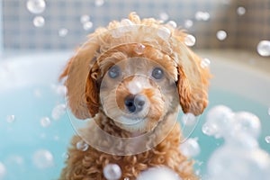 Cutie Toy Poodle dog in bathtub full of soap foam.