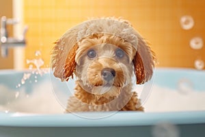 Cutie Toy Poodle dog in bathtub full of soap foam.