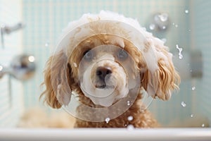 Cutie Toy Poodle dog in bathtub full of soap foam.