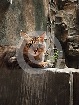 Cutie vintage cat