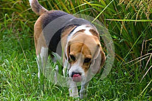 Cutie White-Black-Brown Color Dog in the Rice Field