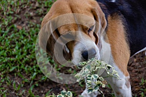 Cutie White-Black-Brown Color Dog in the Rice Field