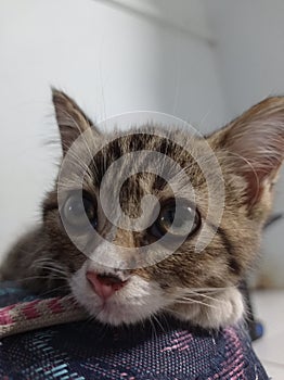 Cuties Indonesian angora domestic cat looking at you