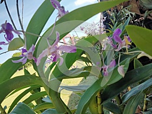 Cuties purple orchid flower
