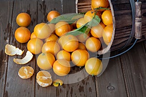 Cuties tangerines  from wooden bucket