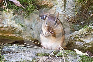 Cutle Little Eastern Chipmunk Washing His Face