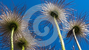 cutleaf anemone (Pulsatilla patens), Red Book