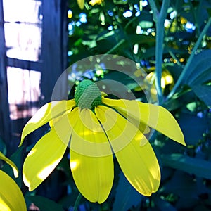 Cutleaf Cone Flower with Yellow Petals