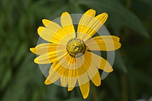 Cutleaf coneflower