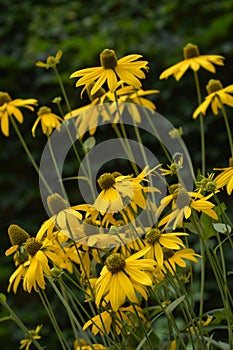 Cutleaf coneflower