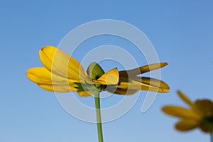 Cutleaf coneflower against clear blue sky