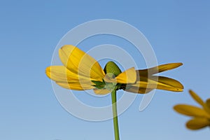 Cutleaf coneflower against clear blue sky