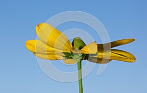 Cutleaf coneflower against clear blue sky