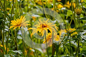 Cutleaf Coneflower Rudbeckia lacinata blooming in garden, sunny