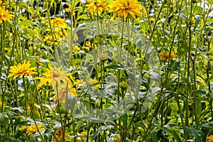 Cutleaf Coneflower Rudbeckia lacinata blooming in garden, sunny