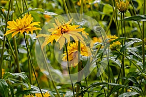 Cutleaf Coneflower Rudbeckia lacinata blooming in garden, sunny