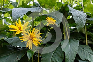 Cutleaf Coneflower Rudbeckia lacinata blooming in garden, sunny