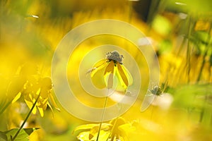 Cutleaf Coneflower - Rudbeckia laciniata at dawn