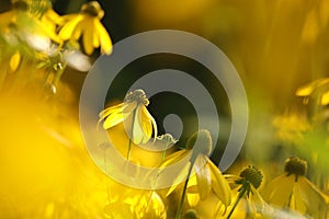 Cutleaf Coneflower - Rudbeckia laciniata at dawn