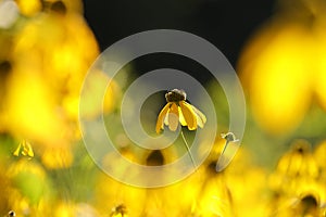 Cutleaf Coneflower - Rudbeckia laciniata in the sunshine