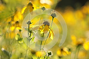 cutleaf coneflower rudbeckia laciniata in the sunshine close up of fresh cutleaf coneflower rudbeckia laciniata growing on the