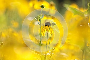 cutleaf coneflower rudbeckia laciniata in the sunshine close up of fresh cutleaf coneflower rudbeckia laciniata growing on the