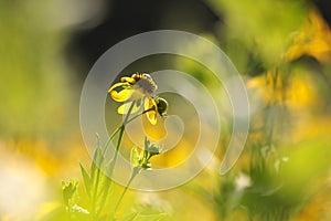 cutleaf coneflower rudbeckia laciniata in the sunshine close up of fresh growing on meadow backlit by light morning sun august