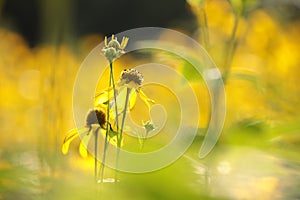 cutleaf coneflower rudbeckia laciniata in the sunshine close up of fresh growing on meadow backlit by light morning sun august