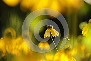 Cutleaf Coneflower - Rudbeckia laciniata in the sunshine