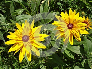 Cutleaf coneflower (rudbeckia) yellow flower