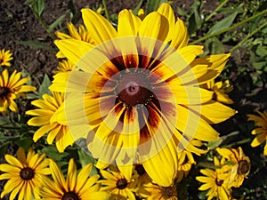 Cutleaf coneflower (rudbeckia) yellow flower