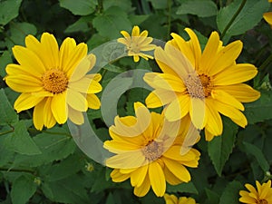 Cutleaf coneflower (rudbeckia) yellow flowers