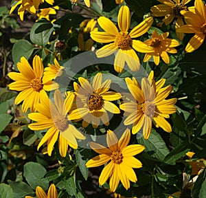 Cutleaf coneflower (rudbeckia) yellow flowers