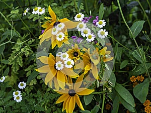 Cutleaf coneflowers, Rudbeckia laciniata, blooming