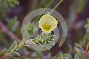 Cutleaf Evening Primrose