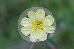 Cutleaf evening primrose close up