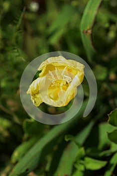 Cutleaf eveningprimrose