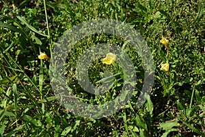 Cutleaf eveningprimrose