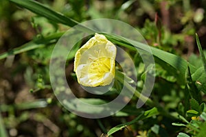 Cutleaf eveningprimrose