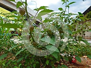 Cutleaf groundcherry plant in the yard