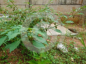 Cutleaf groundcherry plant in the yard