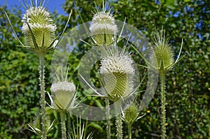 Cutleaf Teasel Plant Lat - Dipsacus laciniatus