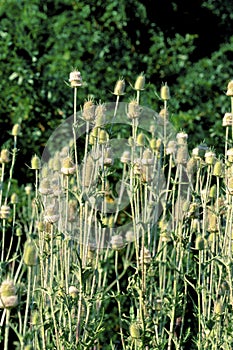 Cutleaved Teasel   22127