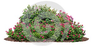 Cutout flowerbed, bush of red roses in the garden