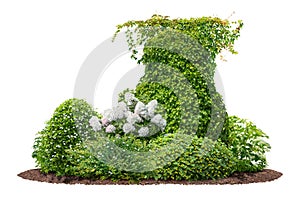 Cutout flowerbed green, bush in the garden