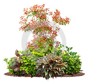 Cutout garden design. Flower bed isolated on whitet background