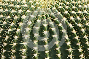 Cutout of a globular cactus with ribs meeting concentric on the top of the plant. There are areoles on the ribs.