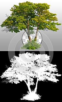 Cutout green tree. Majestic maple