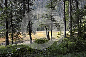 Cutout of the Groï¿½er Arbersee with quagmire in the Bavarian Forest